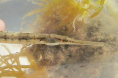 Syngnathus louisianae