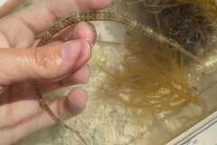 Syngnathus louisianae