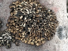 Hypogymnia rugosa