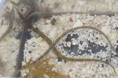 Syngnathus louisianae