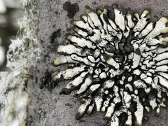 Hypogymnia occidentalis