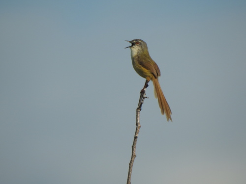 Yellow-bellied Prinia (Prinia flaviventris)