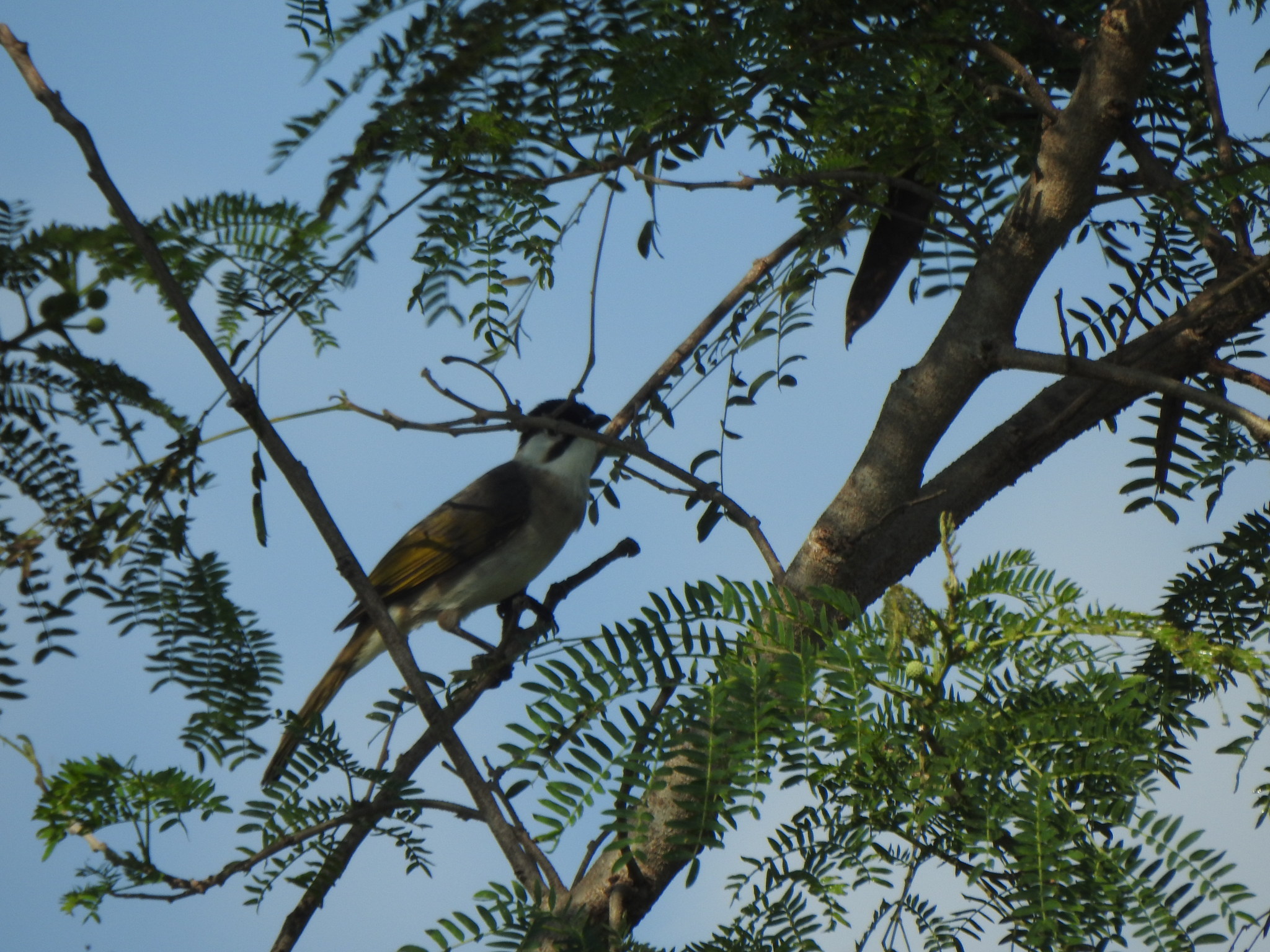 Styan's Bulbul