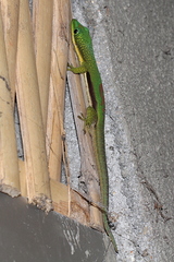 Phelsuma lineata