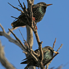 Sturnus vulgaris
