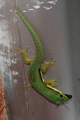Phelsuma lineata