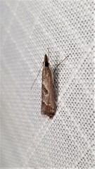 Syntonarcha iriastis