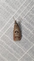 Syntonarcha iriastis