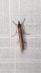 Corynophora lativittalis