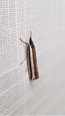 Corynophora lativittalis