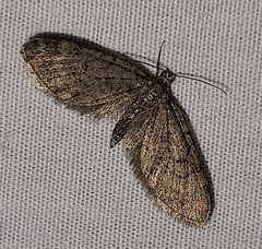 Eupithecia jejunata