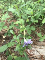 Dyschoriste oblongifolia