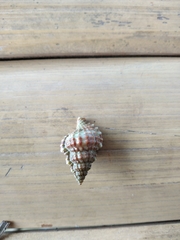 Tonnoidea