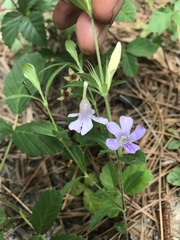 Dyschoriste oblongifolia