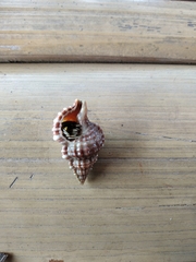 Tonnoidea