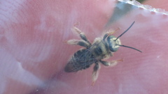 Exomalopsis
