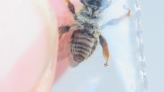Exomalopsis