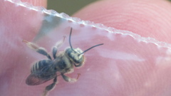 Exomalopsis