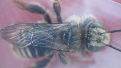 Exomalopsis