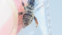 Exomalopsis