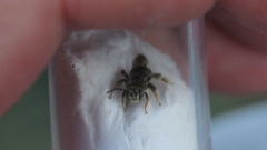 Exomalopsis