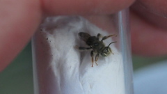 Exomalopsis