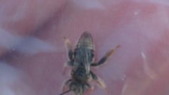 Exomalopsis