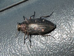 Chrysobothris affinis