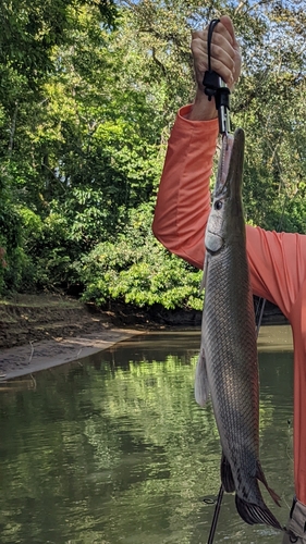 Tropical Gar
