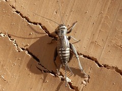 Melanogryllus desertus