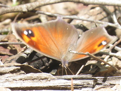 Melanitis leda bankia