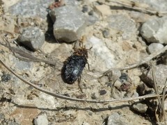 Dermestes undulatus