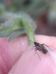 Plagiognathus moerens