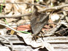 Melanitis leda bankia