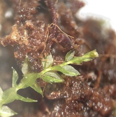 Tetraphis geniculata