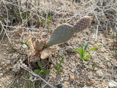 Opuntia basilaris