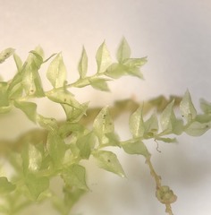 Tetraphis geniculata