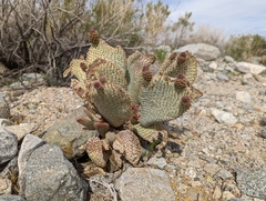 Opuntia basilaris