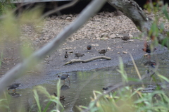 Gallinula tenebrosa tenebrosa