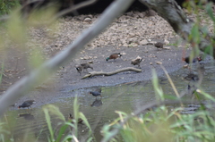 Gallinula tenebrosa tenebrosa