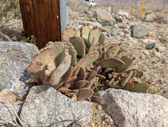 Opuntia basilaris