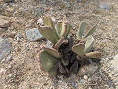 Opuntia basilaris