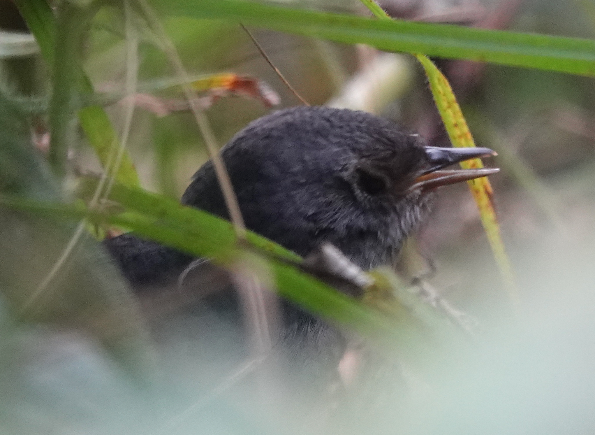 Perija Tapaculo (Scytalopus perijanus), photo 4