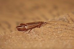 Psychoglypha bella