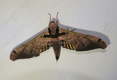 Adhemarius sexoculata