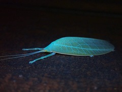 Morsimus quadratus