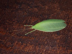 Morsimus quadratus