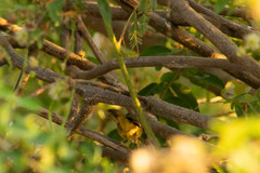 Geothlypis tolmiei