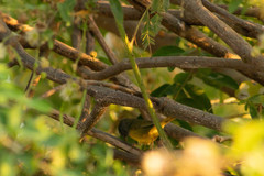 Geothlypis tolmiei