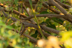 Geothlypis tolmiei